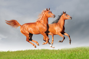 two chestnut arabian horses