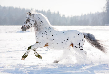 appaloosa pony runs free through the winter field