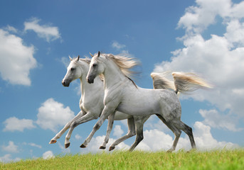 two white horses in the field