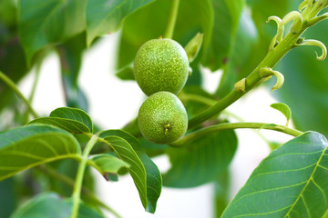 Green walnuts growing on a tree, close up