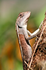 Echse in Thailand
