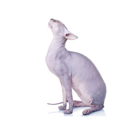 Cat of Don Sphynx breed