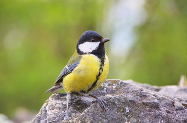Kohlmeise - great tit 02