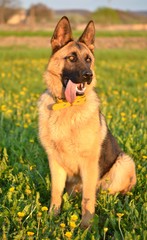 berger allemand