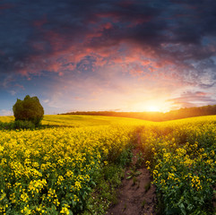 Summer Landscape with a field of yellow flowers. Sunset