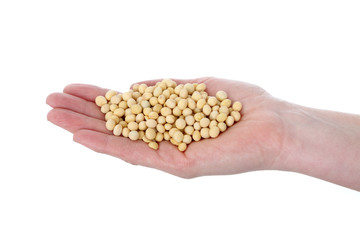 Agricultural concept soybeans isolated on white