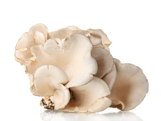 oyster mushrooms isolated on white