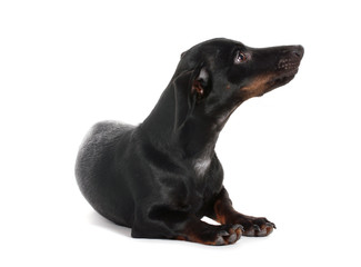 Obraz premium black little dachshund dog isolated on white