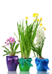 beautiful spring flowers in pots isolated on white