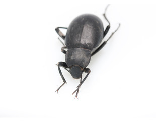 ground beetle