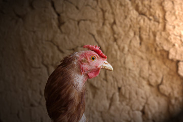 Hen