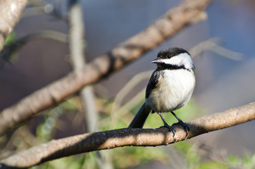 Black-Capped Chickadee Perched on a Branch