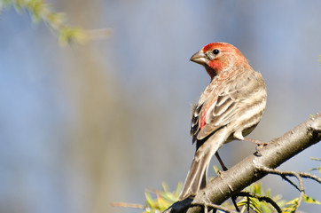 Male House Finch Perched on a Branch