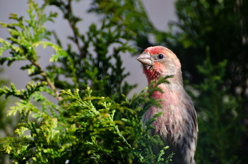 Male House Finch Perched on a Branch