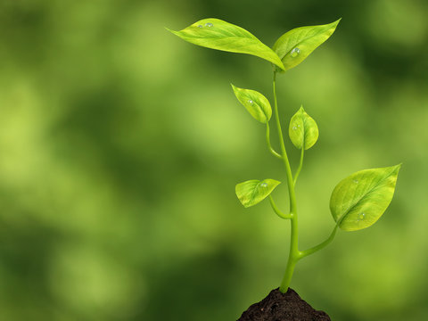 Growing life