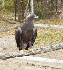 shouting golden eagle sitting on a pole