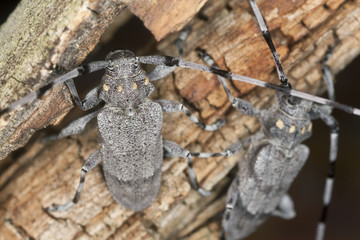 Male timbermen, acanthocinus aedilis, macro photo