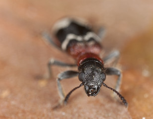 Ant beetle, thanasimus formicarius extreme close-up