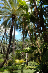 Palm garden