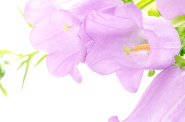 紫のフウリンソウの花のアップ