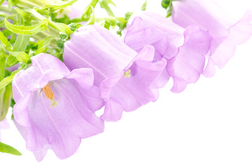 紫のフウリンソウの花