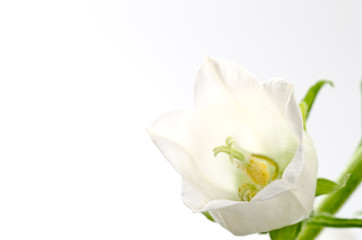 Fototapeta na wymiar 白いフウリンソウの花のアップ