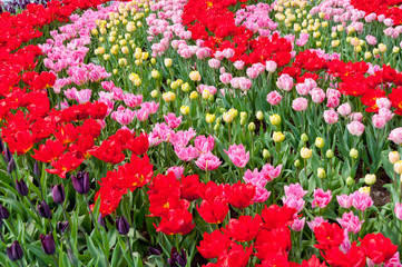 Beautiful spring flowers. Colorful tulips flowerbed background