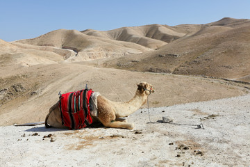 Fototapeta premium A camel in the desert of Judea