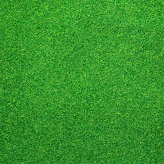 Green grass background