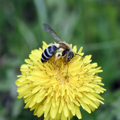Bee and dandelion