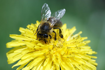 bee on dandelion