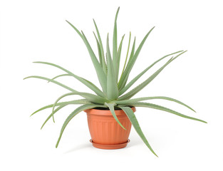 Aloe flower in a pot isolated on white background