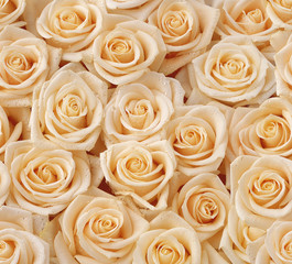 Cream roses seamless pattern