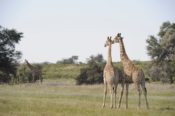 Naklejka na ściany i meble ¯yrafa (Camelopardus giraffa) Kgalagadi Park, Republika Południowej Afryki