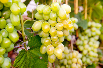 Bunch of grapes on the plantation