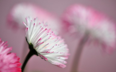 pink daisies