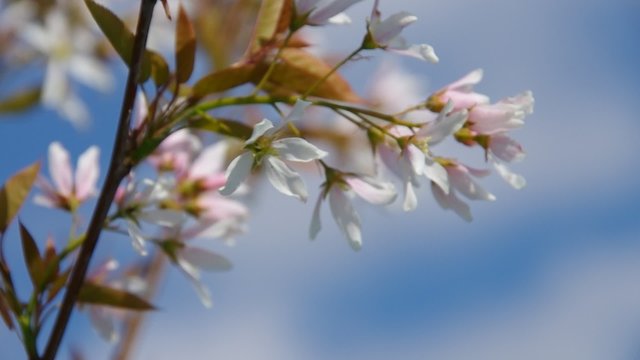 Kupferfelsenbirne Pralina Bluete vid 06