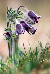 Bunch of spring flowers on the meadow