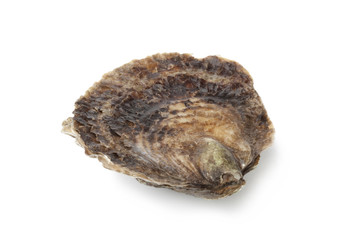Single closed fresh European flat oyster