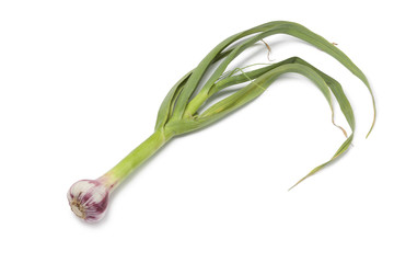 Fresh French garlic