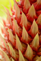 Fototapeta na wymiar ananas zbliżenie