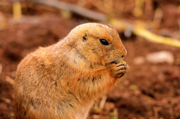 Black-tailed Prairie Dog