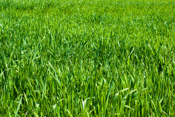 Natural green grass field as background