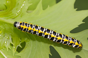 butterfly larva in a leaf