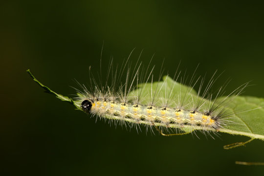 a caterpillar on the plant stem