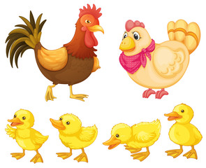 Chicken family