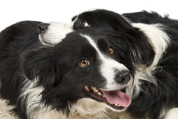 Two cute Border Collies interacting in front of white background