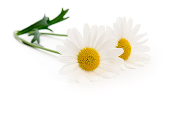 Zwei liegende Margeriten