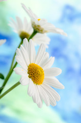 Margeriten