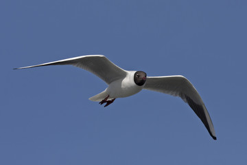 Black-headed gull flying on the blue sky